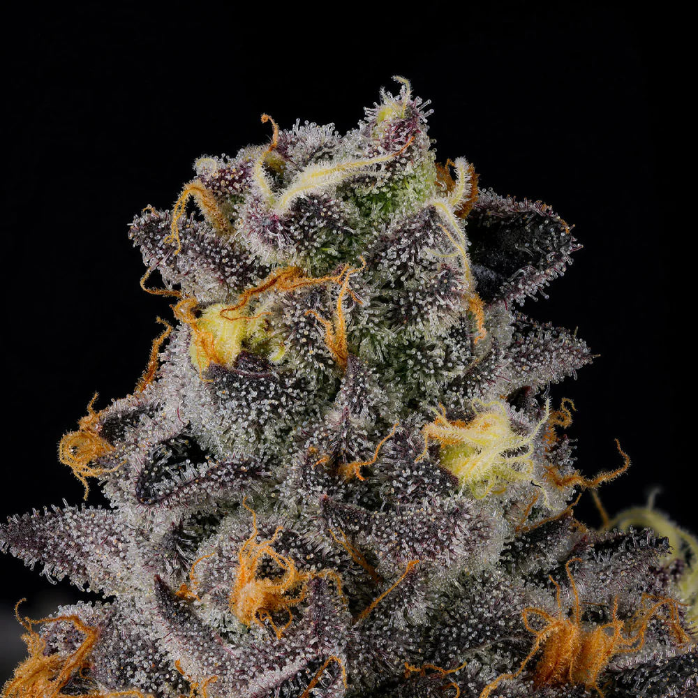 
                  
                    Wizard Trees - RAINBOW SWIRL - Feminsiert
                  
                