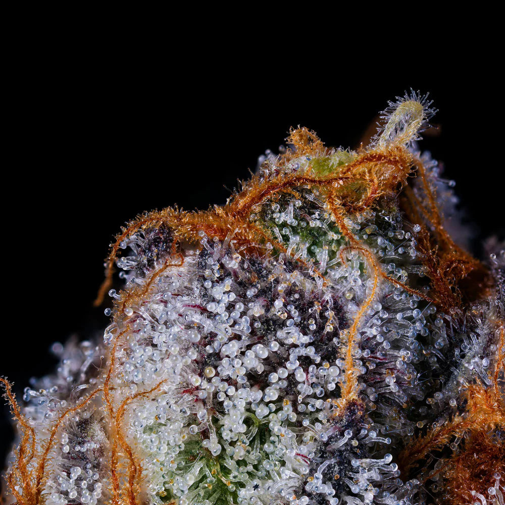 
                  
                    Wizard Trees - RAINBOW RUNTZ - Feminsiert
                  
                