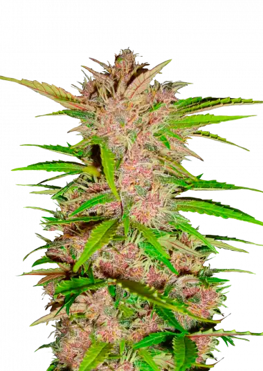 Fastberry Auto – 420 Fast Buds – Sortenabbildung