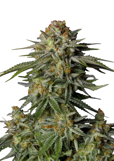 GG4 Sherbet FF – 420 Fast Buds – Sortenabbildung