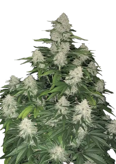 Gelato Auto – 420 Fast Buds – Sortenabbildung