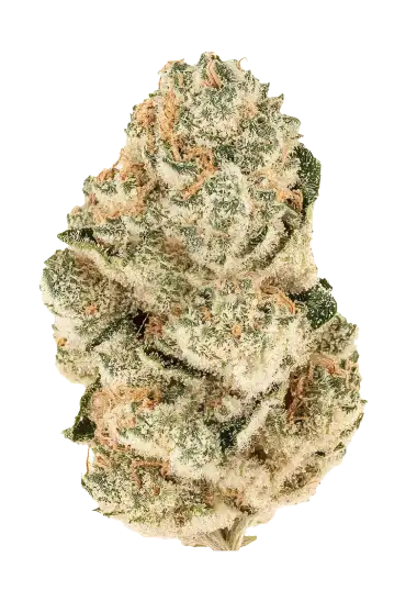 Gorilla Melon – 420 Fast Buds – Sortenabbildung