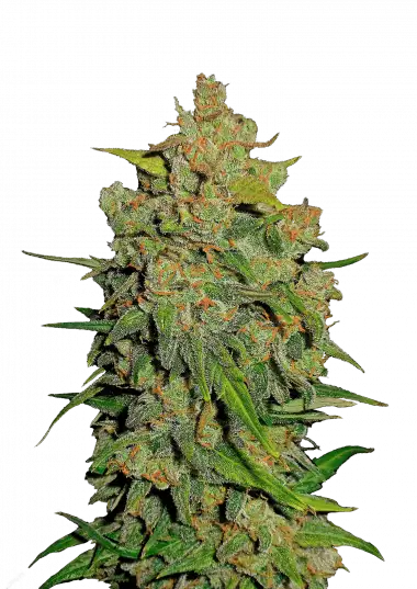 Lemon AK Auto – 420 Fast Buds – Sortenabbildung