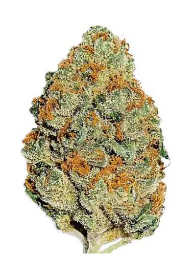 Lemon Mandarin – 420 Fast Buds – Sortenabbildung