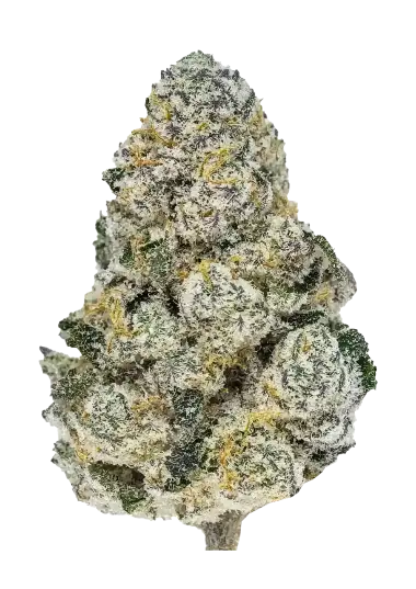 Lemonpaya – 420 Fast Buds – Sortenabbildung