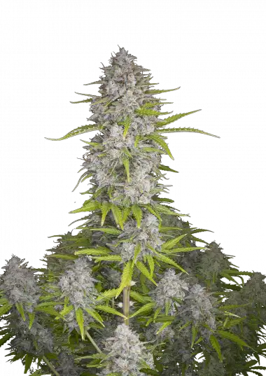 Orange Sherbet Auto – 420 Fast Buds – Sortenabbildung