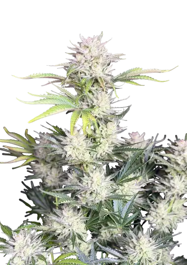 Original Auto AK – 420 Fast Buds – Sortenabbildung