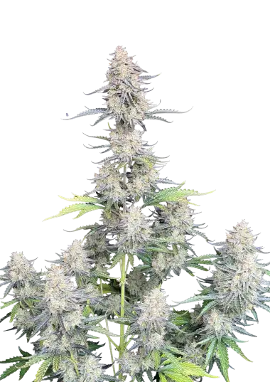 Original Auto Afghan Kush – 420 Fast Buds – Sortenabbildung