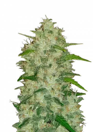 Original Auto Chemdawg – 420 Fast Buds – Sortenabbildung