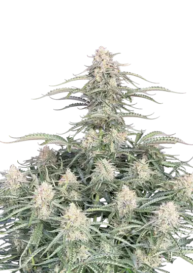 Original Auto Northern Lights – 420 Fast Buds – Sortenabbildung