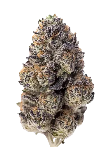 Papaya Sherbet – 420 Fast Buds – Sortenabbildung