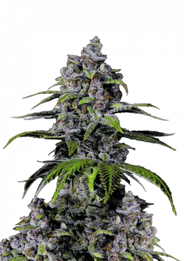 Purple Lemonade FF – 420 Fast Buds – Sortenabbildung