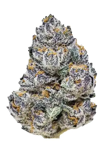 Rainbow Melon – 420 Fast Buds – Sortenabbildung