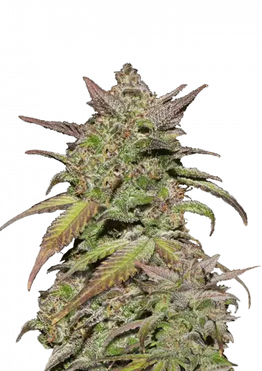 Smoothie Auto – 420 Fast Buds – Sortenabbildung