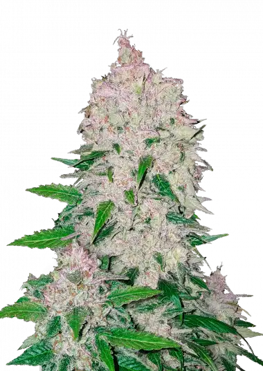 Stardawg Auto – 420 Fast Buds – Sortenabbildung