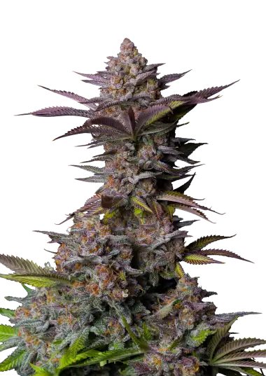 Tropicana Cookies FF – 420 Fast Buds – Sortenabbildung