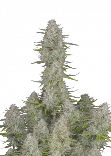 Wedding Cheesecake Auto – 420 Fast Buds – Sortenabbildung