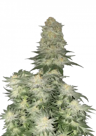 Wedding Cheesecake FF – 420 Fast Buds – Sortenabbildung
