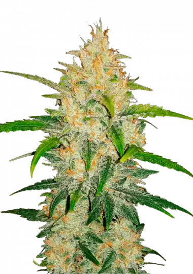 Z Auto (Zkittlez Auto) – 420 Fast Buds – Sortenabbildung