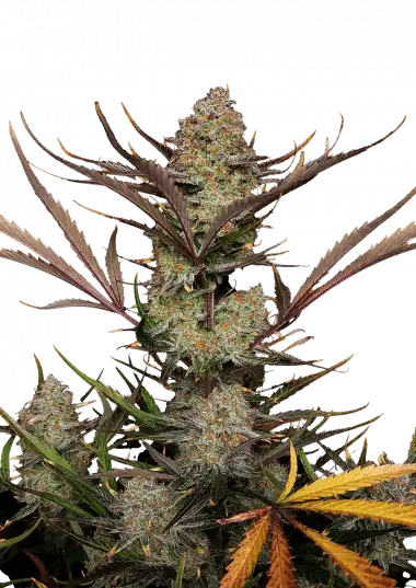Apple Strudel Auto – 420 Fast Buds – Sortenabbildung