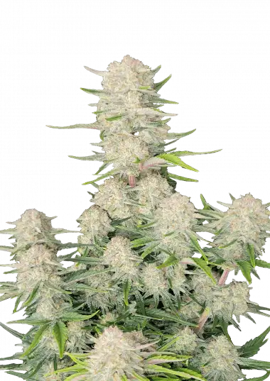 Apricot Auto – 420 Fast Buds – Sortenabbildung