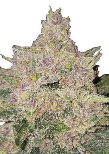 Banana Cherry Cookies Auto – 420 Fast Buds – Sortenabbildung