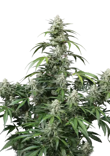 Banana Frost Auto – 420 Fast Buds – Sortenabbildung