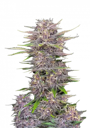 Banana Purple Punch Auto – 420 Fast Buds – Sortenabbildung