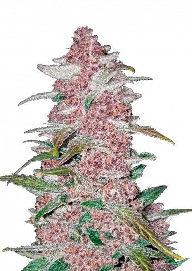 Blackberry Auto – 420 Fast Buds – Sortenabbildung