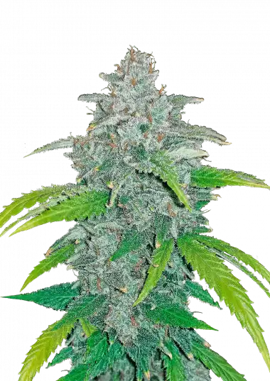 Blue Dream Auto – 420 Fast Buds – Sortenabbildung