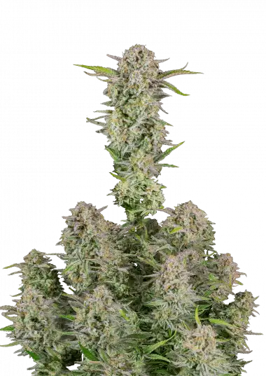 Bruce Banner Auto – 420 Fast Buds – Sortenabbildung