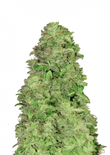 CBD Auto 20:1 – 420 Fast Buds – Sortenabbildung