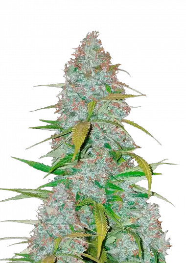 Californian Snow Auto – 420 Fast Buds – Sortenabbildung
