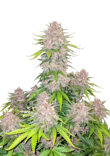 Cherry Cola Auto – 420 Fast Buds – Sortenabbildung