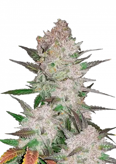 Cream Cookies Auto – 420 Fast Buds – Sortenabbildung