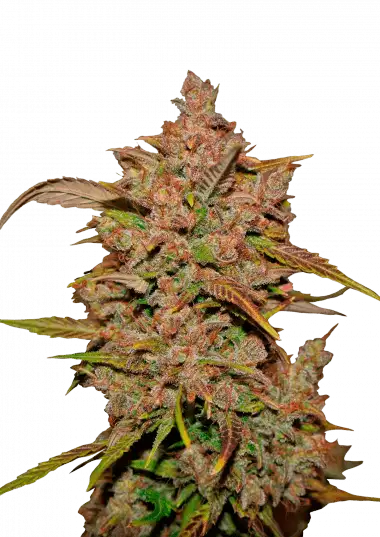 Crystal METH Auto – 420 Fast Buds – Sortenabbildung