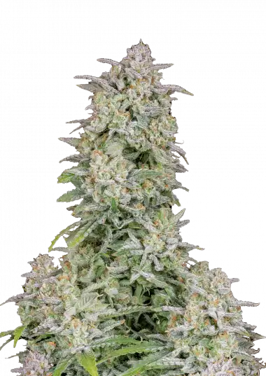 Forbidden Runtz Auto – 420 Fast Buds – Sortenabbildung