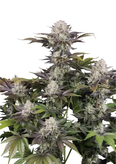 Frostbanger Auto F4 – 420 Fast Buds – Sortenabbildung