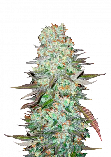 G14 Auto – 420 Fast Buds – Sortenabbildung
