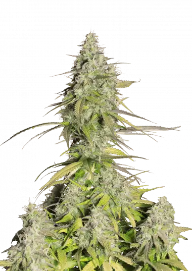 Girl Scout Cookies Auto – 420 Fast Buds – Sortenabbildung