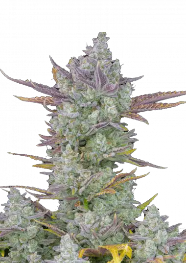 Gorilla Cookies Auto – 420 Fast Buds – Sortenabbildung