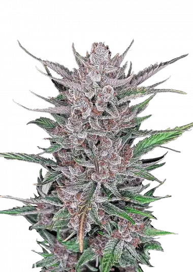 Gorilla Punch Auto – 420 Fast Buds – Sortenabbildung