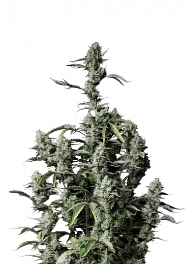 Gorilla Z Auto – 420 Fast Buds – Sortenabbildung