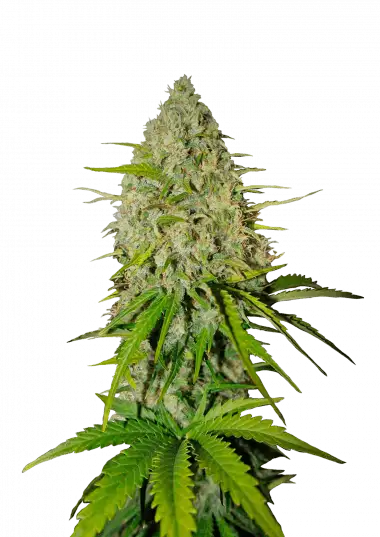Grapefruit Auto – 420 Fast Buds – Sortenabbildung