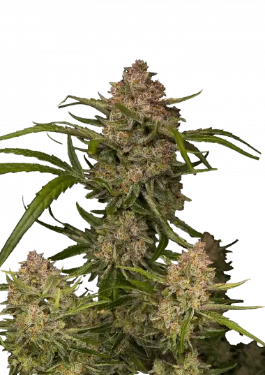 Guava Auto – 420 Fast Buds – Sortenabbildung