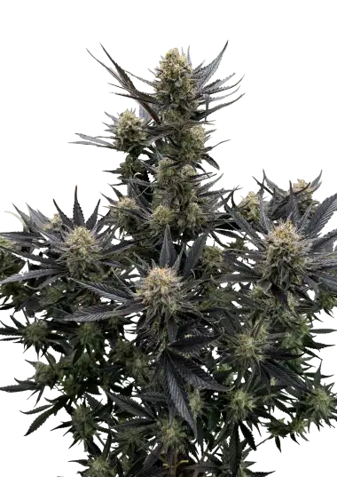 Guava Auto RF3 – 420 Fast Buds – Sortenabbildung
