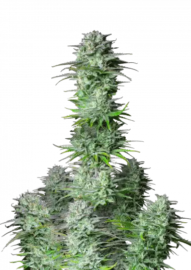 Kosher Cake Auto – 420 Fast Buds – Sortenabbildung