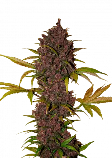 LSD-25 Auto – 420 Fast Buds – Sortenabbildung
