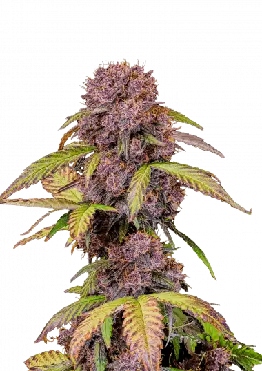 Lemon Cherry Cookies Auto – 420 Fast Buds – Sortenabbildung