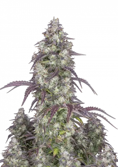 Lemon Pie Auto – 420 Fast Buds – Sortenabbildung